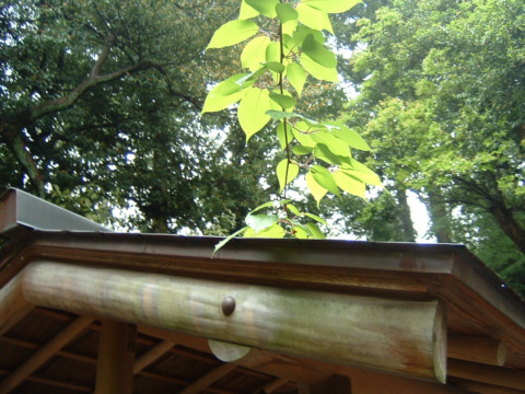 ���s�E���R