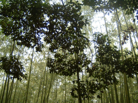 ���s�E���R