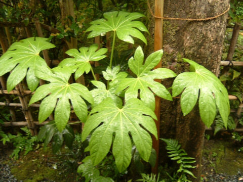 ���s�E���R