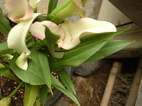 ���s�E���R