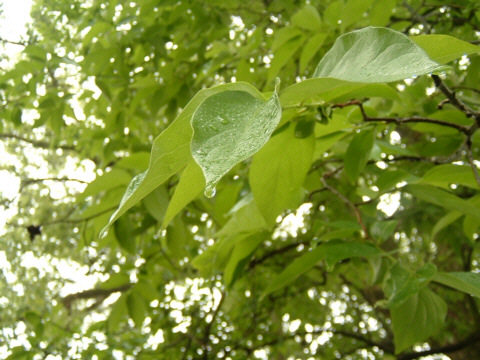 ���s�E���R