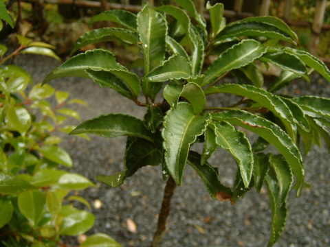 ���s�E���R