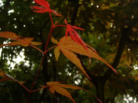 ���s�E���R