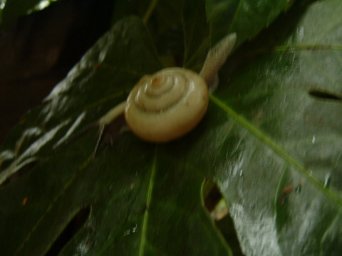 ���s�E���R