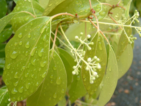 ���s�E���R