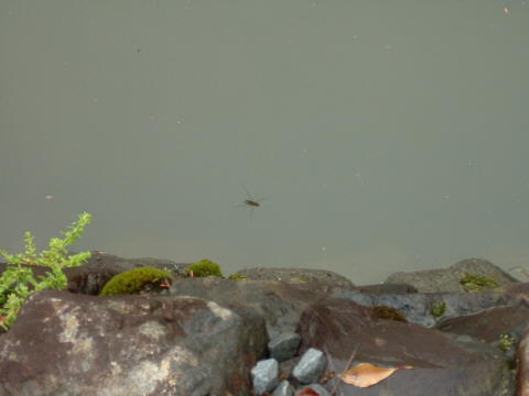 ���s�E���R