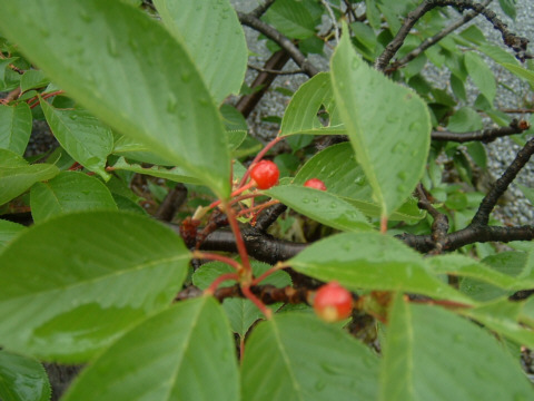 ���s�E���R